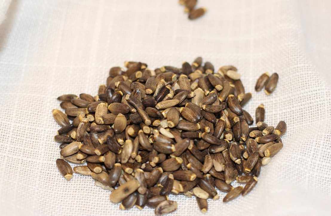 Chardon-marie et ses vertus