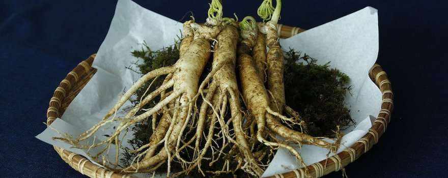 Ginseng posologie