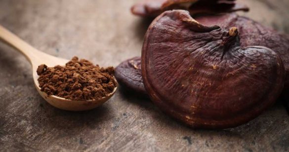 Les bienfaits de Reishi