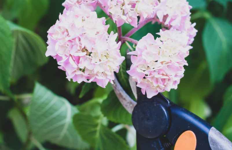Comment réussir la taille des hortensias ? 3 étapes simples à maitriser-123 Phyto