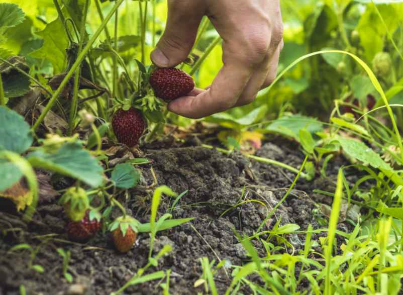 Planter à la bonne hauteur, sans entrer le cœur-123 Phyto Planter à la bonne hauteur, sans entrer le cœur-123 Phyto