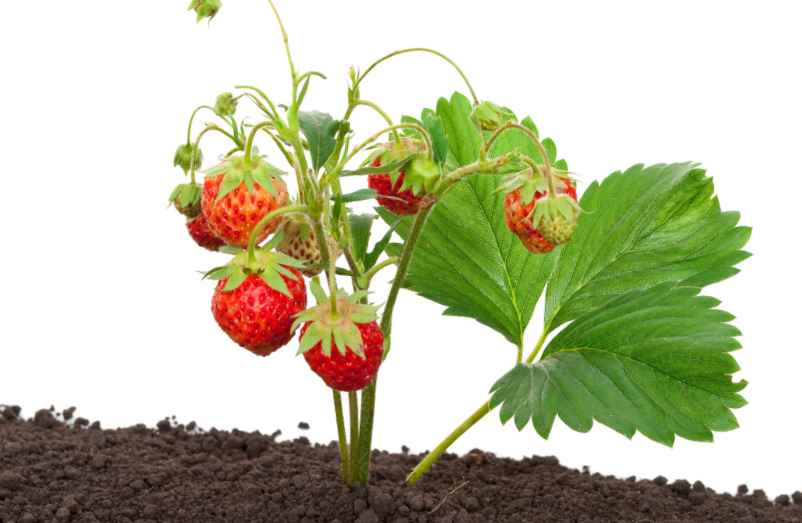 Planter des fraisiers en pleine terre : 4 bons gestes à adopter-123 Phyto