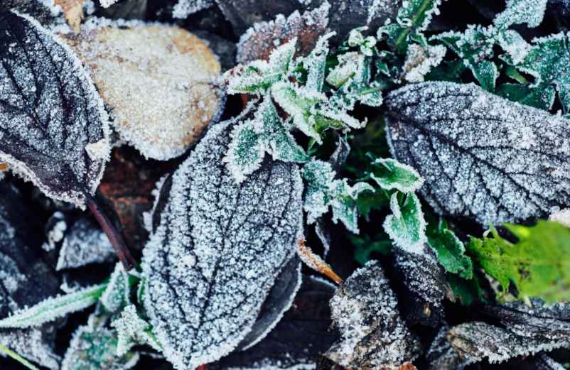 Quelles plantes d’extérieur résistent au gel et au soleil ?-123 Phyto