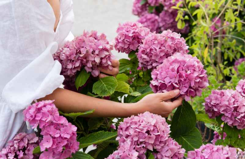 Réaliser des coupes précises pour favoriser la floraison-123 Phyto Réaliser des coupes précises pour favoriser la floraison-123 Phyto